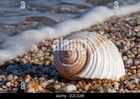 Coquille d'un escargot géant Tun (Tonna galea) sur la plage Banque D'Images