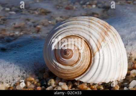 Coquille d'un escargot géant Tun (Tonna galea) sur la plage Banque D'Images