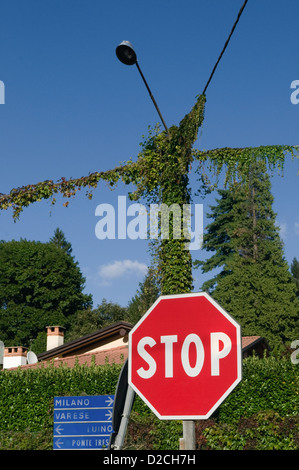 Panneau stop, lampadaire et végétation grimpante sur lampadaire, Italie Banque D'Images