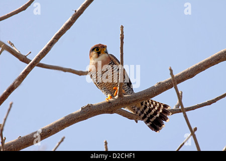 Red necked falcon en Gambie Banque D'Images