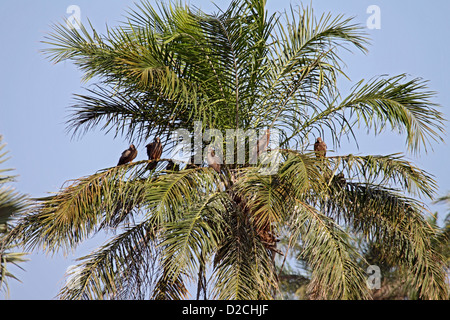 Black kites perchoir en palmier en Gambie Banque D'Images