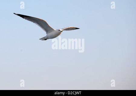 ISTANBUL Turquie - Seagull contre un ciel de coucher du soleil au-dessus du détroit de Bosphore, mer de Marmara Banque D'Images