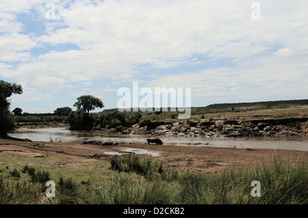 Vous pourrez vous détendre dans la boue d'hippopotame par le fleuve Banque D'Images