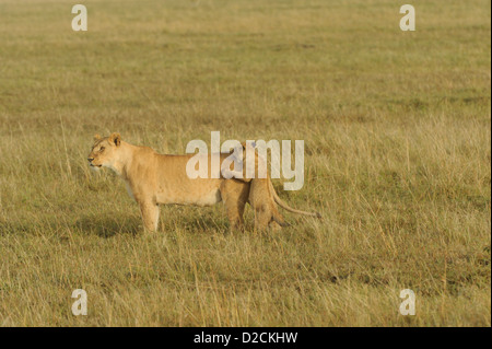 Lion cub essaie de grimper sur le dos de maman Banque D'Images