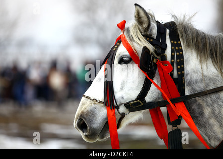 Tourné en couleur d'un cheval blanc décoré avec des rubans rouges. Banque D'Images