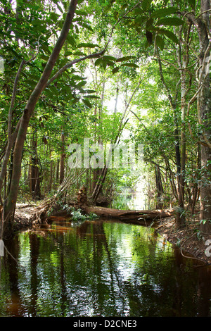 Ruisseau serein qui coule à travers la forêt amazonienne dynamique près de Manaus, au Brésil. La lumière du soleil filtre à travers les arbres luxuriants Banque D'Images