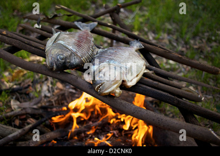 Piranha, pris sur l'Amazone, grill sur un feu dans la jungle. Banque D'Images