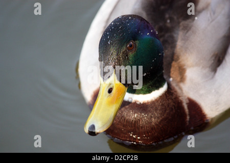 Canard colvert natation Banque D'Images