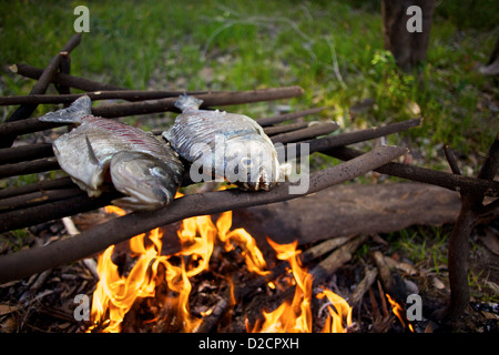 Piranha qui ont été pris dans l'Amazon faire cuire sur un feu ouvert sur une petite île au milieu de la rivière. Banque D'Images