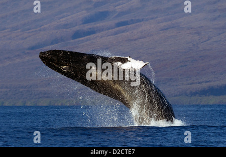 Violations des baleines à bosse près de l'île de Lanai, Hawaii. Banque D'Images