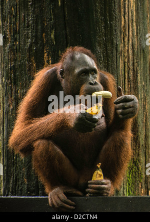 Orang-outan (P. pygmaeus) manger une banane Sanctuaire Sepilok Sandakan Sabah Malaisie Bornéo Banque D'Images