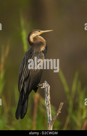 Anhinga rufa dard africain "nakebird' perché en début de soirée light dans Kruger National Park Banque D'Images