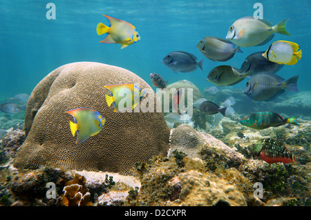 Paysages sous-marins dans la mer des Caraïbes avec brain coral et un banc de poissons colorés Banque D'Images