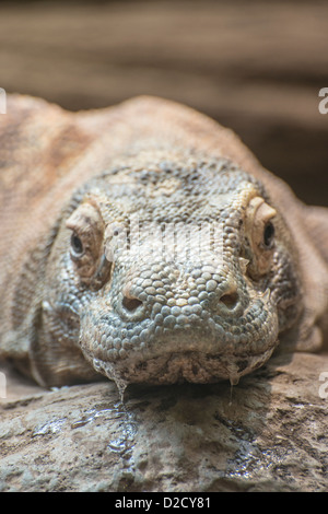 Dragon de Komodo (Varanus komodoensis) regardant droit dans Appareil photo avec la bave dégoulinant de sa bouche. Banque D'Images