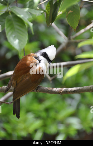 White-Crested (Garrulax leucolophus Muguet de rire) Banque D'Images