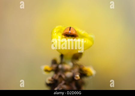 Peu ladybug on la fleur jaune plante dans la nature Banque D'Images
