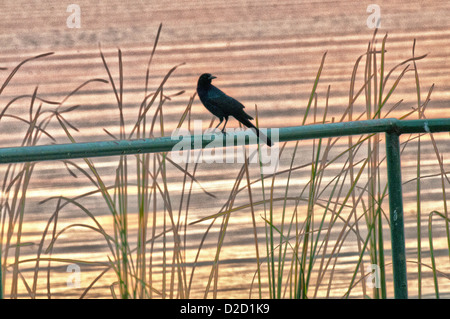 Crow le long des rives du lac Parker à Lakeland, en Floride. Banque D'Images