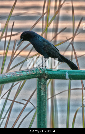 Crow le long des rives du lac Parker à Lakeland, en Floride. Banque D'Images