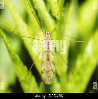 La grande les moustiques ne piquent pas Banque D'Images
