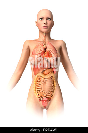 Anatomie féminine computer artwork Banque D'Images