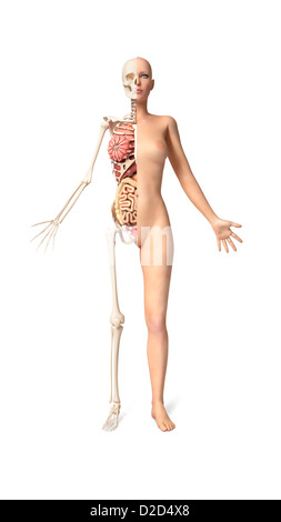 Anatomie féminine computer artwork Banque D'Images