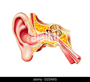 Anatomie de l'oreille humaine de l'oeuvre de l'ordinateur Banque D'Images