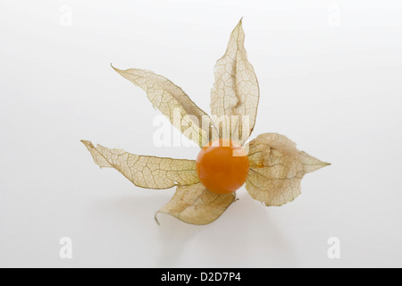 Physalis fruit (Physalis) Banque D'Images