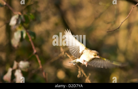 Carduelis chloris - Verdier. Beau jardin oiseau en Europe Banque D'Images