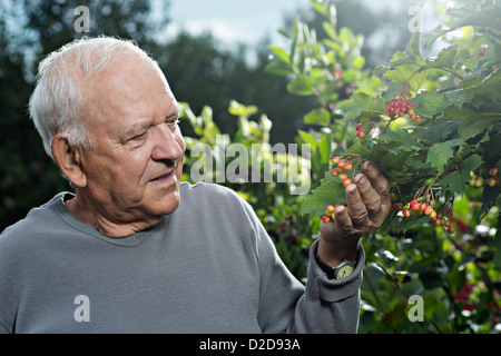 Un homme d'examiner les canneberges sur une haute Bush Bush Cranberry Banque D'Images