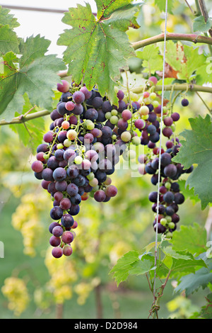 Grappes de raisins rouges mûres qui pendait d'une vigne Banque D'Images