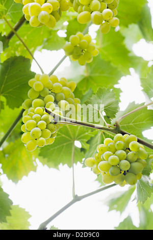 Grappes de raisins blancs bien mûrs qui pendait d'une vigne Banque D'Images