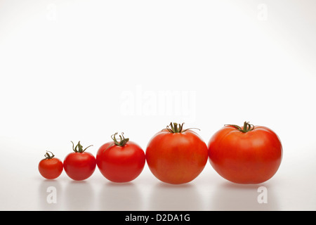 Un rang de tomates l'augmentation en taille de la plus petite à la plus grande Banque D'Images