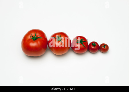 Un rang de tomates alignés à partir de la plus grande à la plus petite Banque D'Images