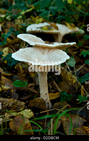 Clitocybe gibba ou champignons entonnoir commun Cap Banque D'Images