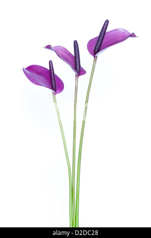 Anderianum Anthurium 'Sensa' Trio sur fond blanc Banque D'Images