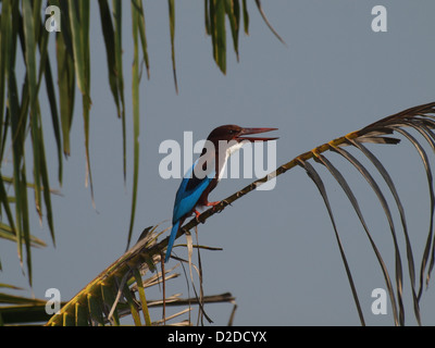 White throated kingfisher sur poste à Negombo Sri Lanka des appels à partir de la nervure d'une feuille de palmier Banque D'Images