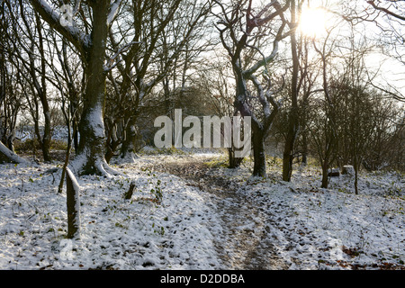 Campagne du Kent avec des arbres couverts de neige. Image d'hiver avec sun venant par des arbres sur de chemin. Banque D'Images