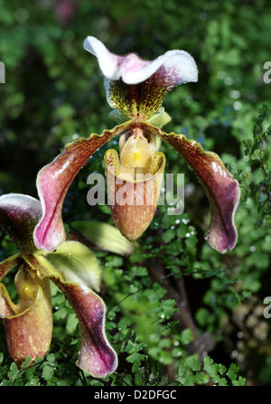 Ladys Slipper Orchid, Paphiopedilum sp. Orchidaceae. Banque D'Images