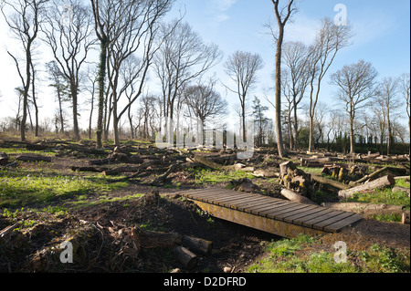 Les frênes abattus à maturité côté ligne de copse boisées de nouveau, une fois qu'un frêne planté de Hopfield lever tôt le matin Banque D'Images