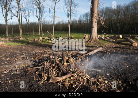 Les frênes abattus à maturité côté ligne de copse boisées de nouveau, une fois qu'un frêne planté de Hopfield lever tôt le matin Banque D'Images