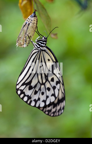 Idea leuconoe, également appelé Kite Papier papillon, qui vient de terminer sa métamorphose et se repose sur elle est vide chrysalis shell. Banque D'Images