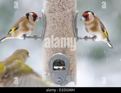 Chardonneret élégant Carduelis carduelis [sur] Mangeoire remplie de coeurs de tournesol. [Verdier Carduelis chloris] flying in. Banque D'Images