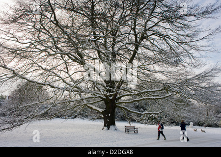 Vieux Chêne géant dans le parc 76200, dans le sud de Londres au milieu de l'hiver la neige. Banque D'Images