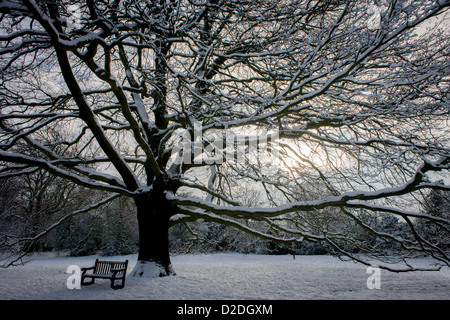 Vieux Chêne géant dans le parc 76200, dans le sud de Londres au milieu de l'hiver la neige. Banque D'Images