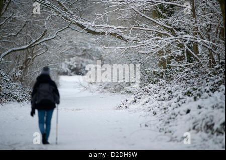 À l'ouest de Londres, Royaume-Uni. 21/1/13. Walker sur Wimbledon Common sous un dais d'arbres chargés de neige Banque D'Images