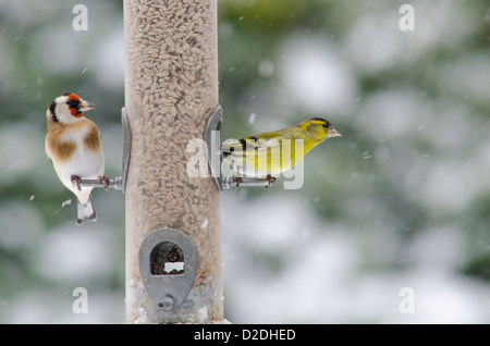 Eurasian Siskin Carduelis [ou européen spinus] et [Chardonneret élégant Carduelis carduelis] sur mangeoire . Coeurs de tournesol Banque D'Images