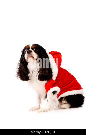 King Charles Spaniel Dog wearing a red Christmas Santa Hat Banque D'Images