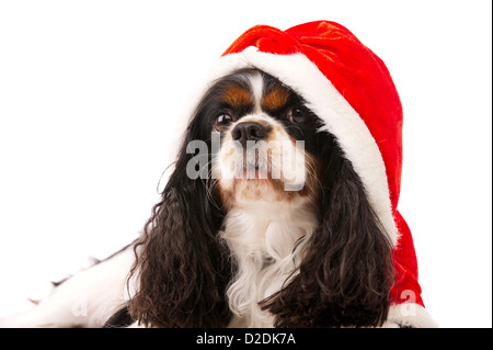 King Charles Spaniel Dog wearing a red Christmas Santa Hat Banque D'Images