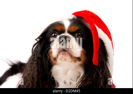 King Charles Spaniel Dog wearing a red Christmas Santa Hat Banque D'Images