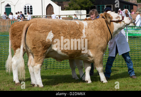 Une paire de bovins Simmental à Ellingham pays montrent, Ringwood Hampshire UK Août 2012 Banque D'Images